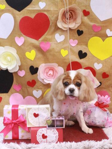 20230209ルナちゃん